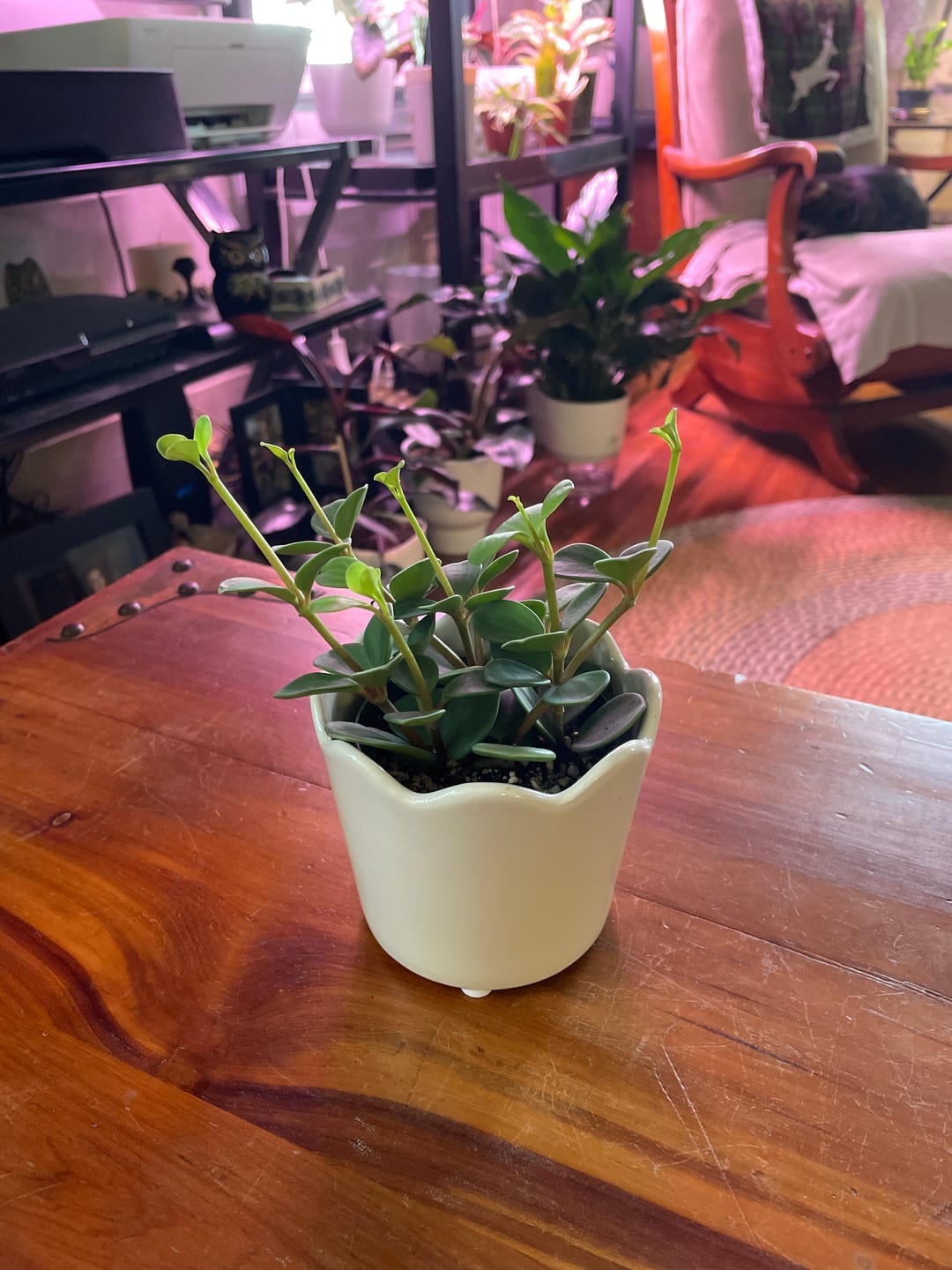 Customer photo review of Peperomia 'Hope'