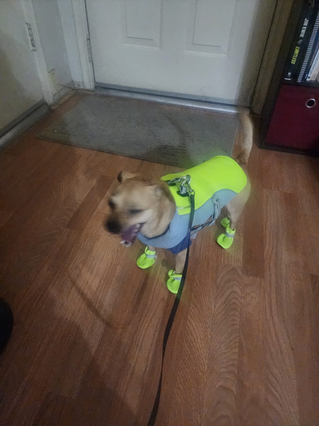 Customer photo review of Dog Cooling Vest