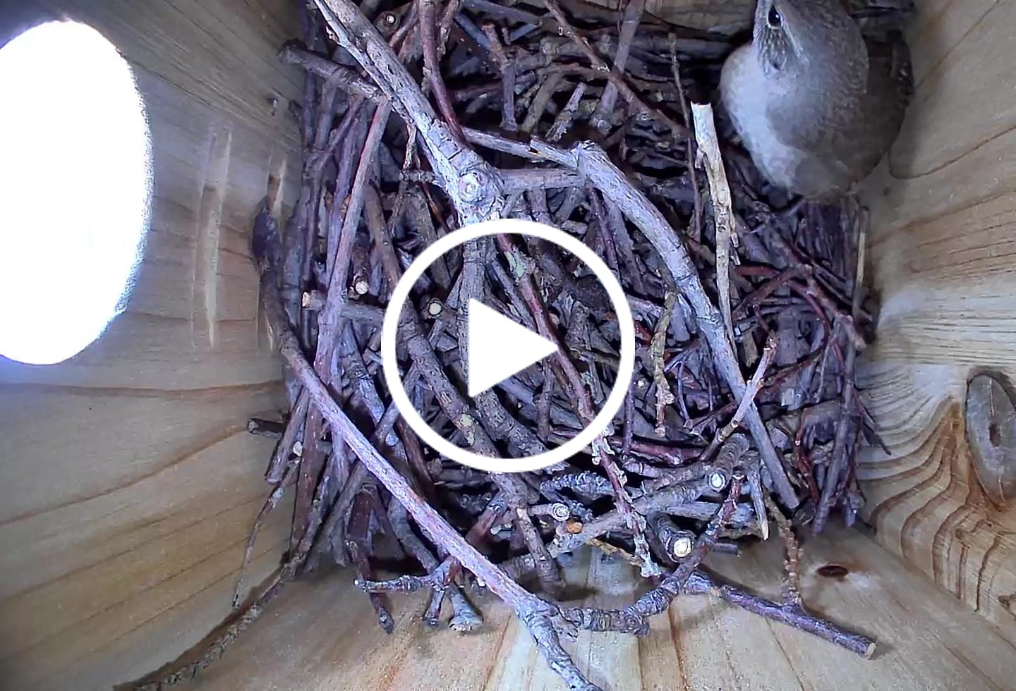 Customer video review of Birdfy Nest Ebony - Wooden Smart Birdhouse
