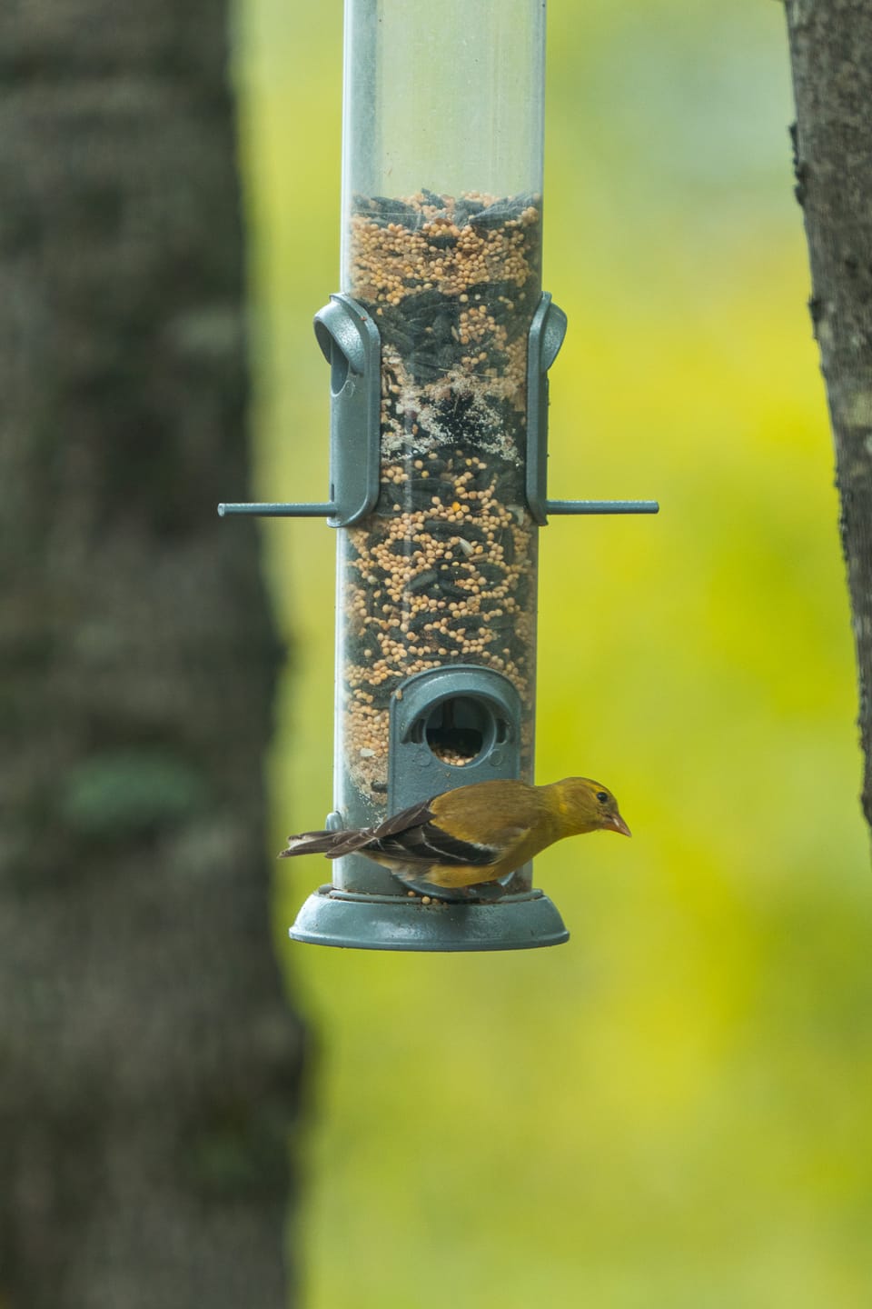 Customer photo review of Premium Wild Bird Seed Mix