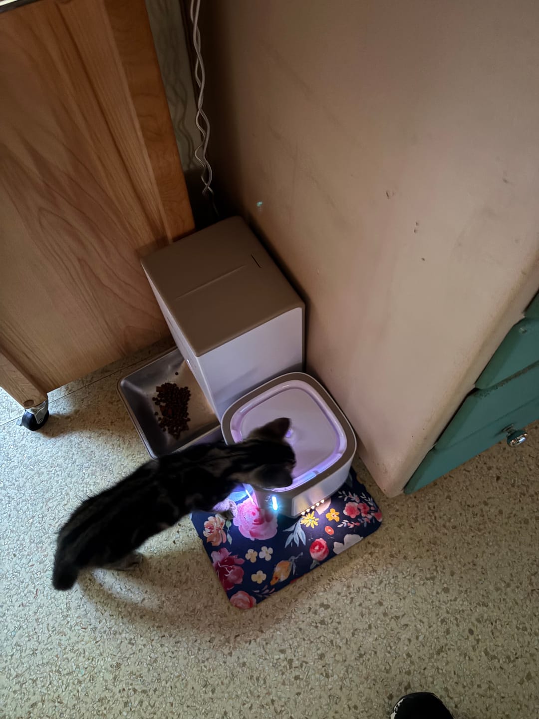 Customer photo review of Pet Water Fountain