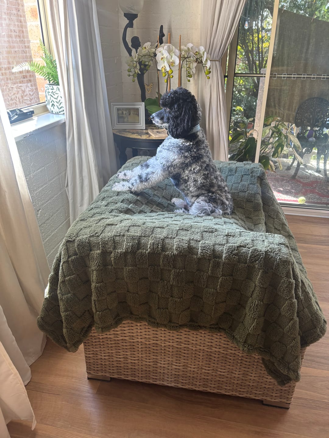 Customer photo review of No Pull Dog Harness - with optional name tag