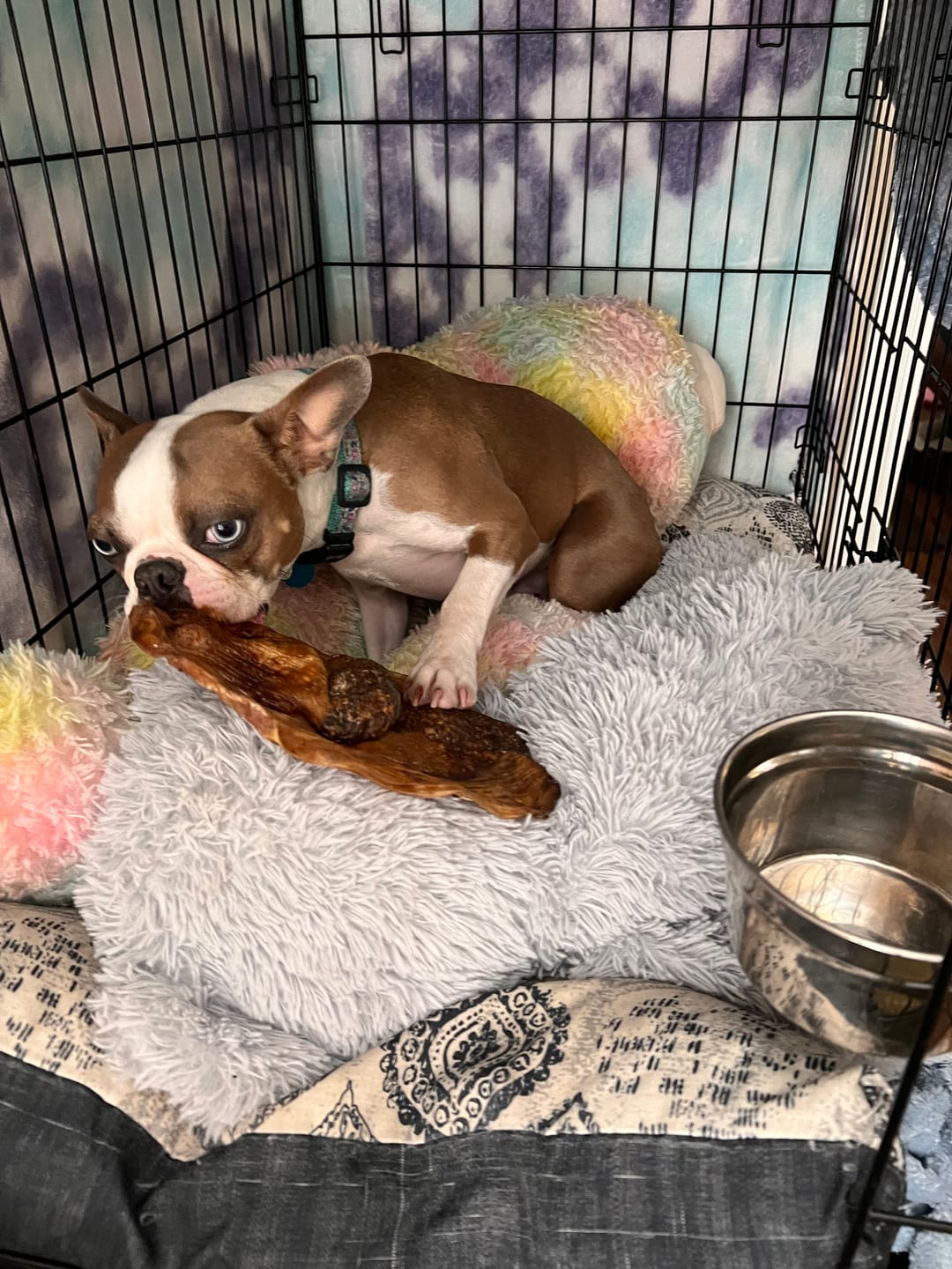 Customer photo review of Chewy Ostrich Whole Gizzard: The Protein & Omega-3 Rich, Natural Dog Chew Treat