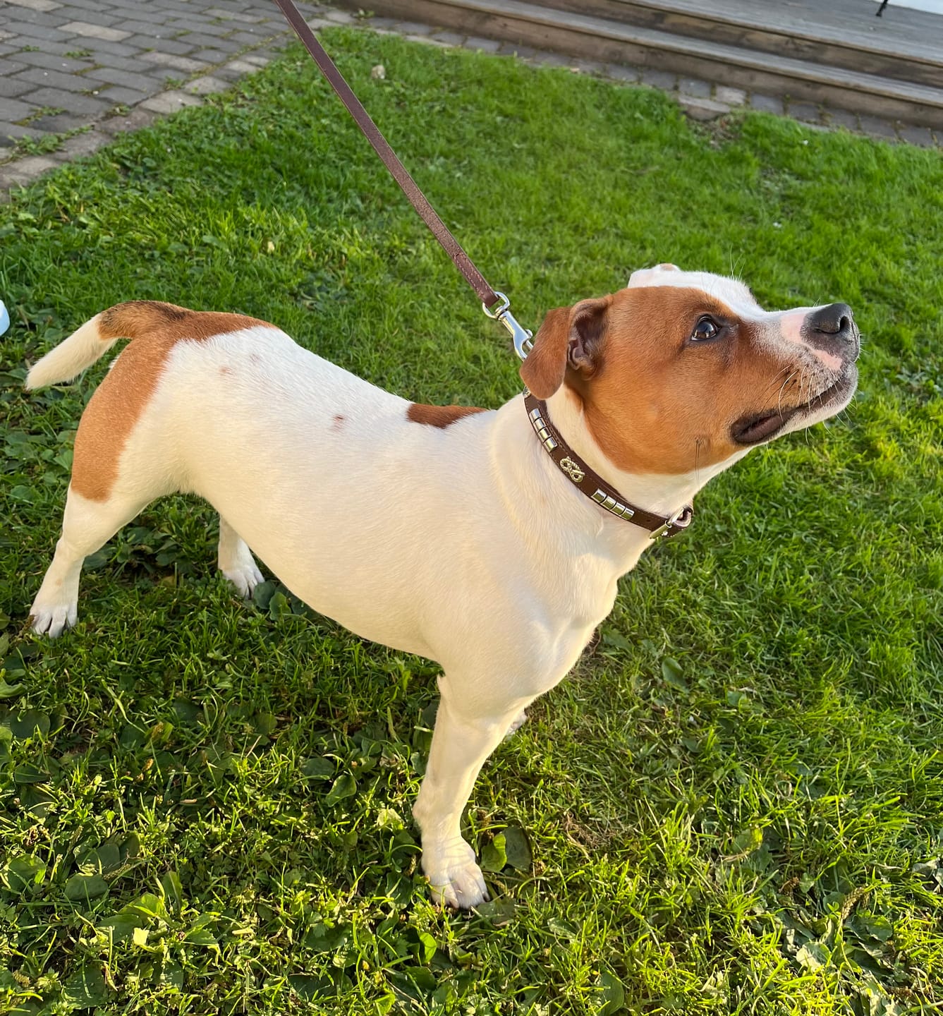 Customer photo review of Staffordshire Bull Terrier 1935® Show Collar & Leash Set - Champion - Brown & Silver