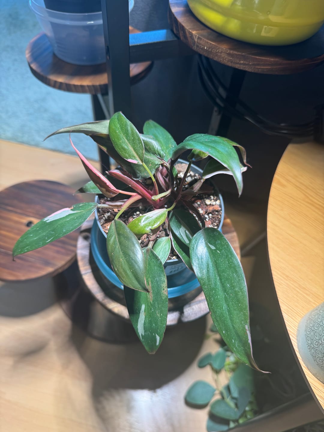 Customer photo review of PHILODENDRON PINK PRINCESS