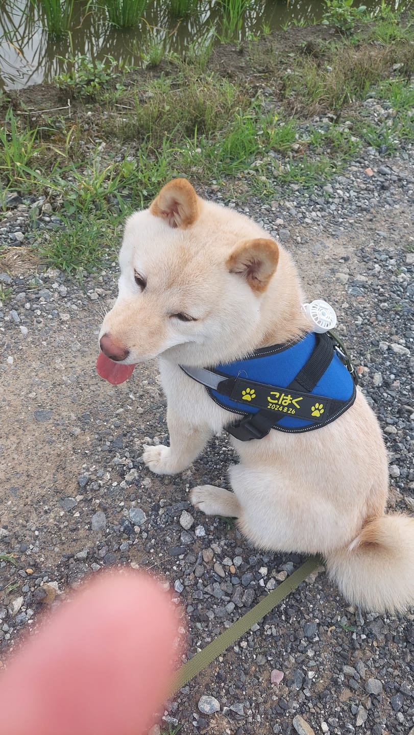 Customer photo review of ハーネス専用お名前タグ（２枚セット・マジックテープ式）