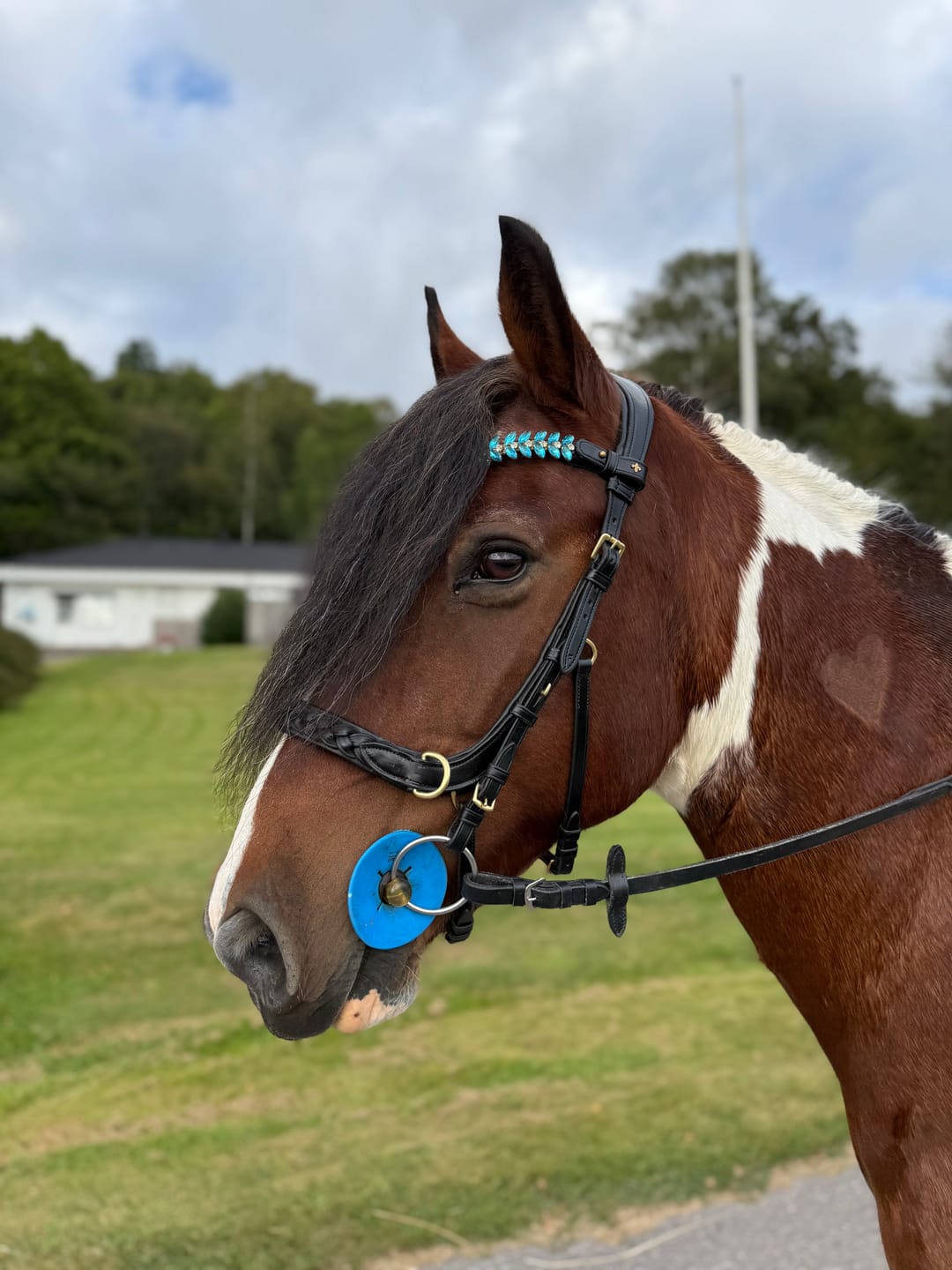 Customer photo review of Odessa bonita Multi Bridle with padded noseband - MASEGO bit to bitless system