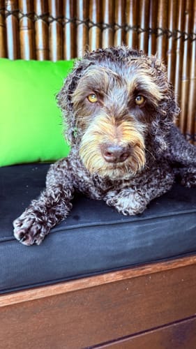 Customer photo review of Bugsy's Air-Dried Turkey