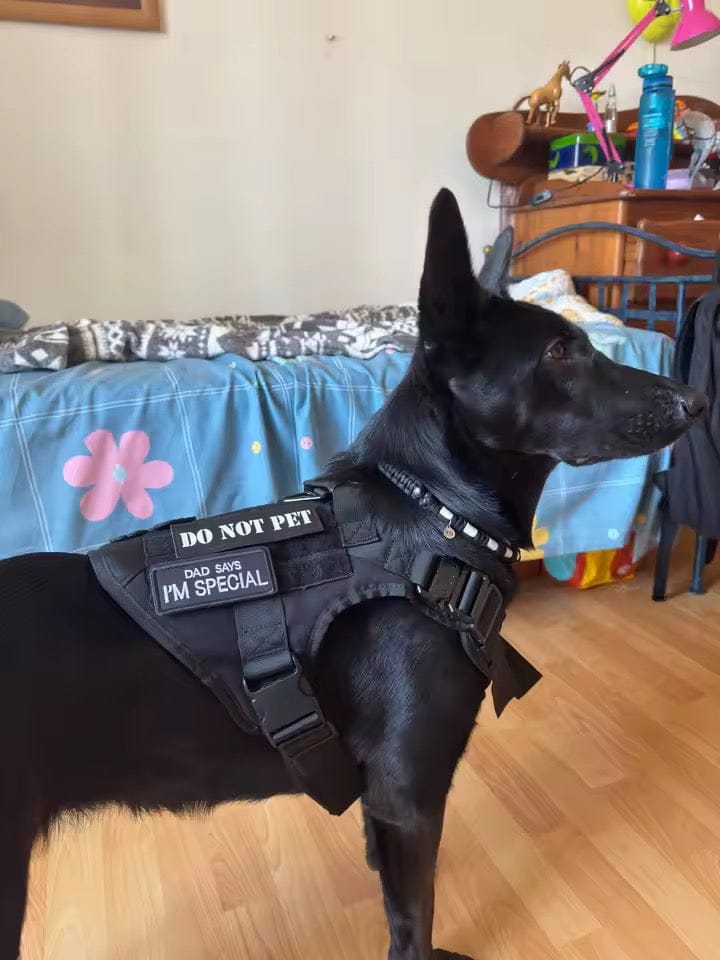 Customer photo review of Striker Military-Grade Tactical No-Pull Harness V4