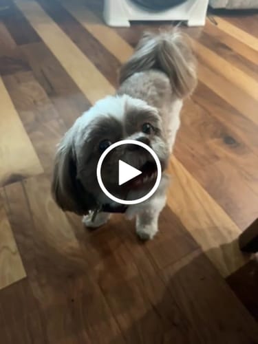 Customer video review of Yak Chew Pack – 6 Flavor-Infused Sticks