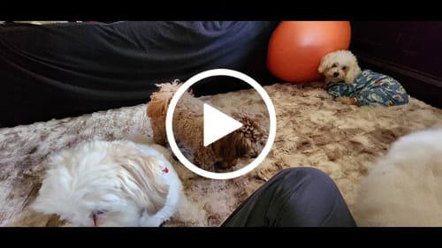 Customer video review of The Mellow Mat® Snow Mink Faux Fur (Soft Touch Sensory Tatami Rug)