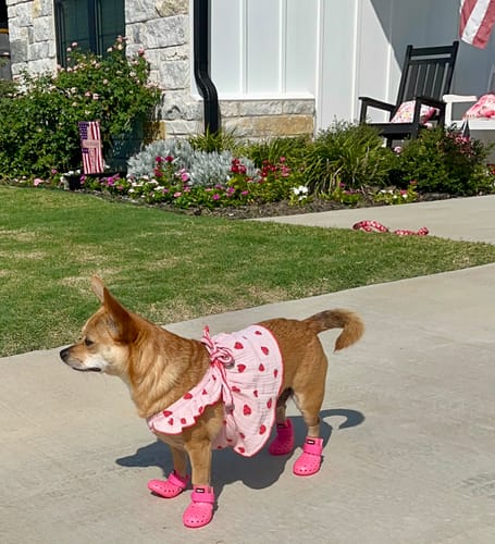 Customer photo review of WagWellies® Mojave