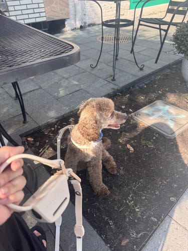 Customer photo review of Boneflex Harness Silver