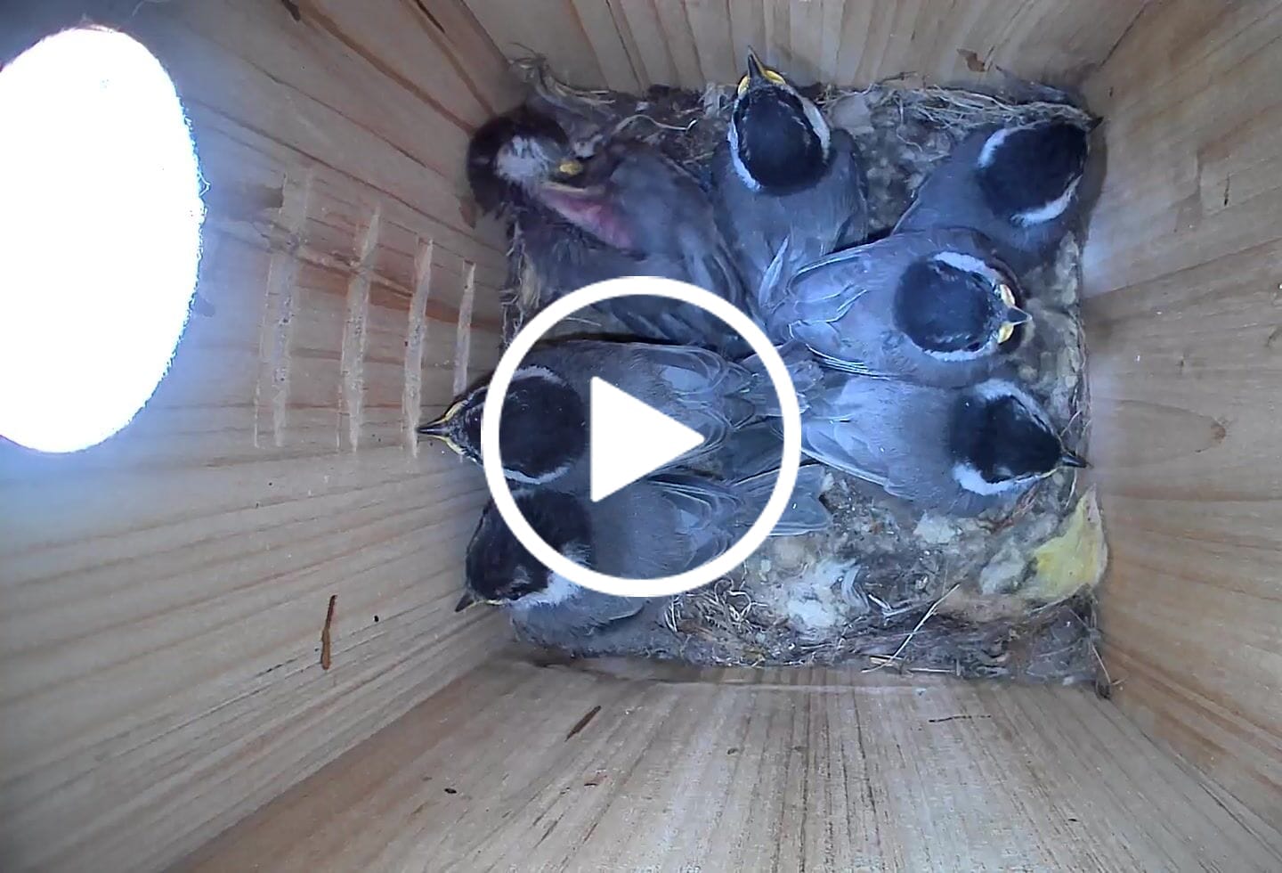 Customer video review of Birdfy Nest Ebony - Wooden Smart Birdhouse