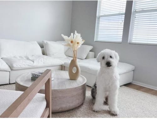 Customer photo review of Heavenly Sectional Sofa – Modular 4-Piece Set – Cream or Custom Color