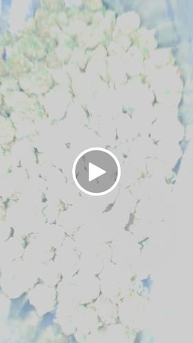 Customer video review of THCA Queen