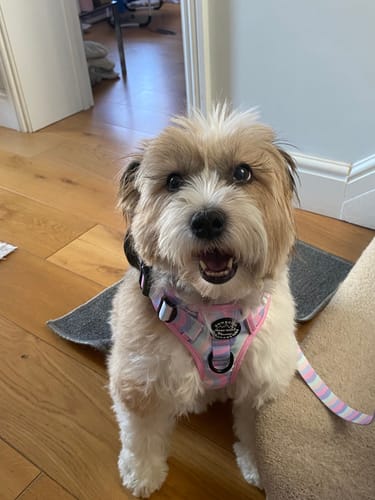 Customer photo review of Tough Trails™ Harness - PPB Pastel Swirl