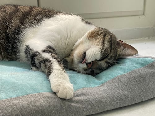 Avis photo d'un client sur Croquettes Chat Stérilisé Sans Céréales - Poulet