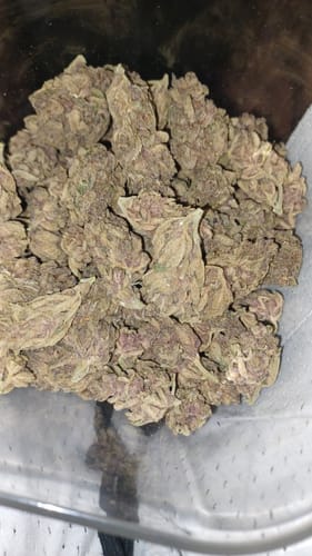 Customer photo review of Tropicana Cookies – Budget THCA Buds