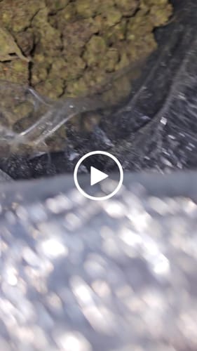 Customer video review of Residual Sugar THCA Flower