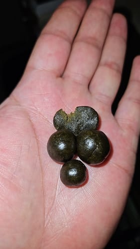 Customer photo review of THCA Moroccan Hash