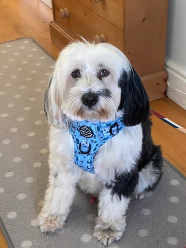 Customer photo review of Tough Trails™ Harness - Reuben's Roadtrip