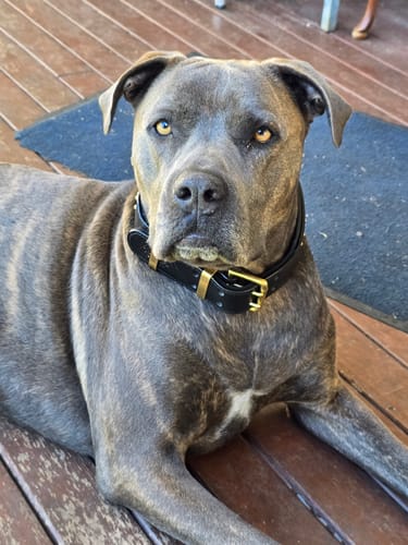 Customer photo review of Hand Made Leather Dog Collar - RuffNeck Black & Brass (Wide Fit)