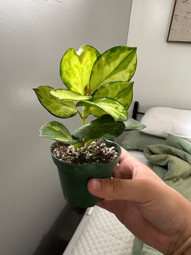 Customer photo review of Hoya australis 'Lisa'