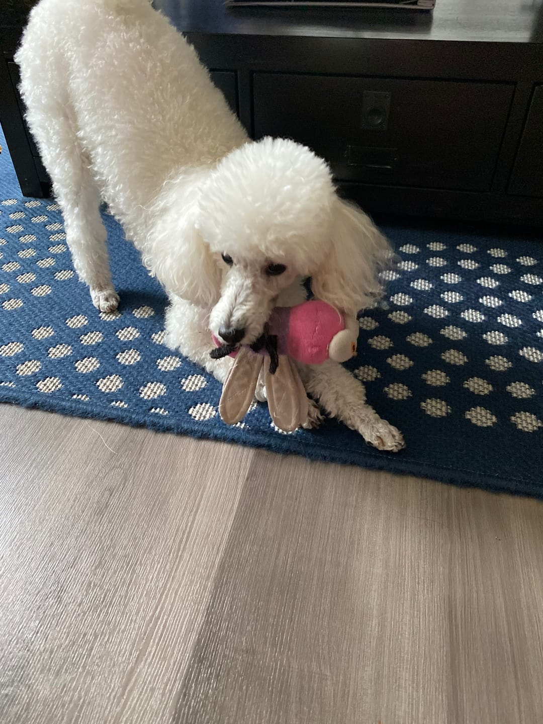 Customer photo review of Mighty Bug Dog Toy - Dragonfly