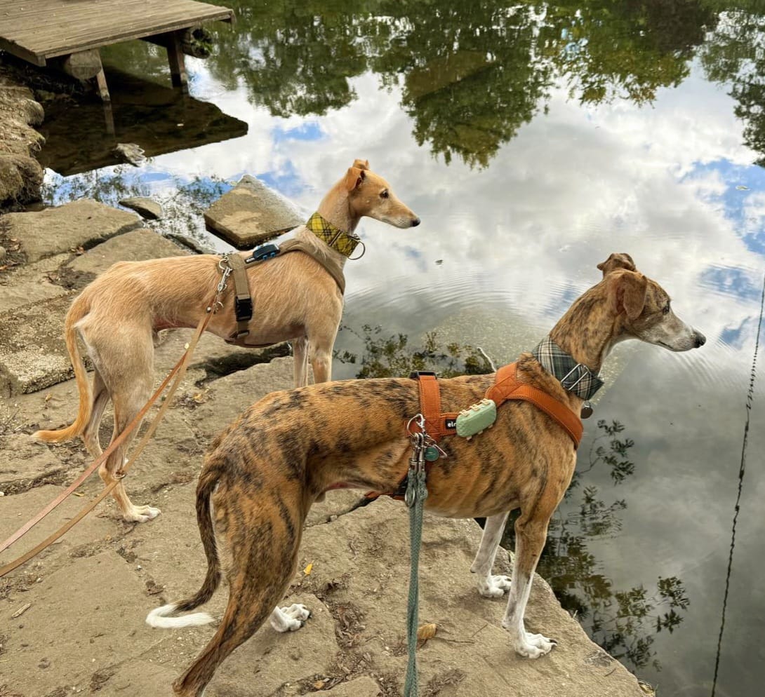 Customer photo review of Windhundgeschirr FUN "Golden Sand"