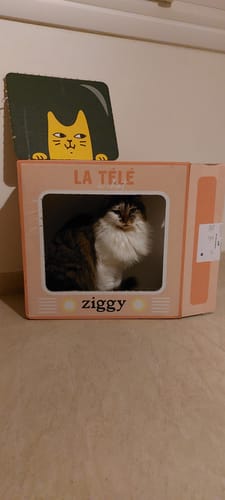 Avis photo d'un client sur Croquettes Chat Stérilisé Sans Céréales - Poulet