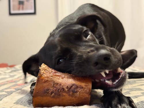 Customer photo review of Smoked Beef Marrow Bone