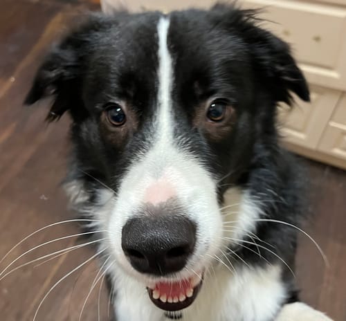 Customer photo review of Duck Feet