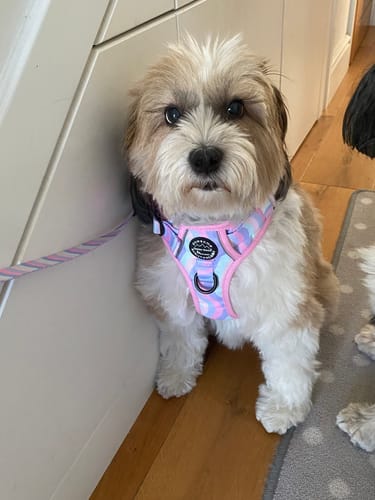 Customer photo review of Lead - PPB Pastel Swirl