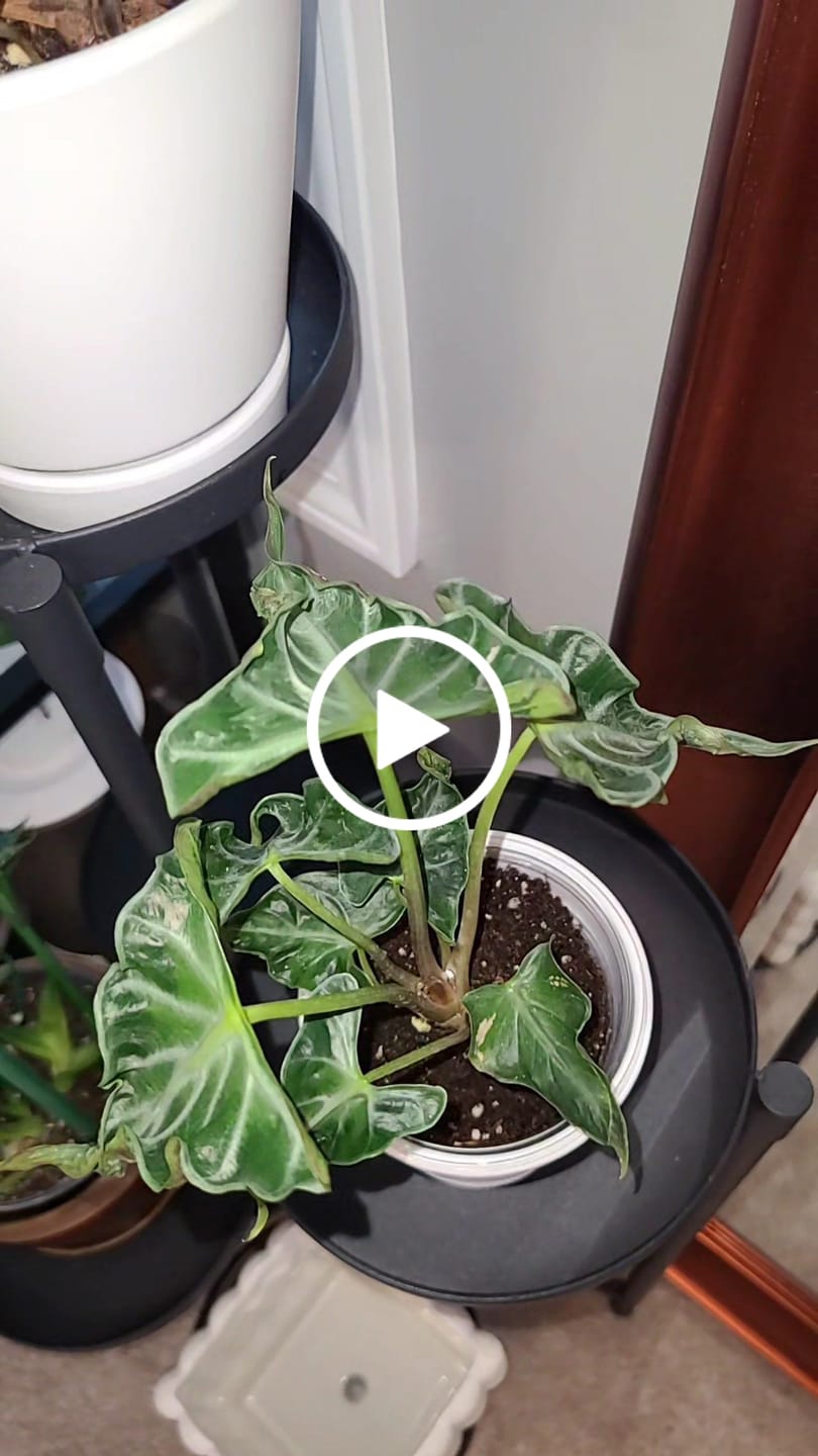 Customer video review of Alocasia ‘Loco’