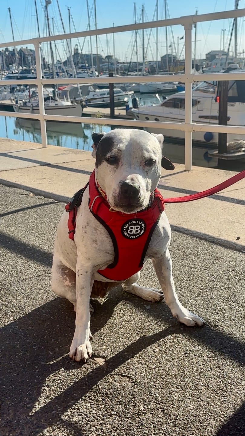 Customer photo review of Comfort Premium Harness | Non Restrictive - Red