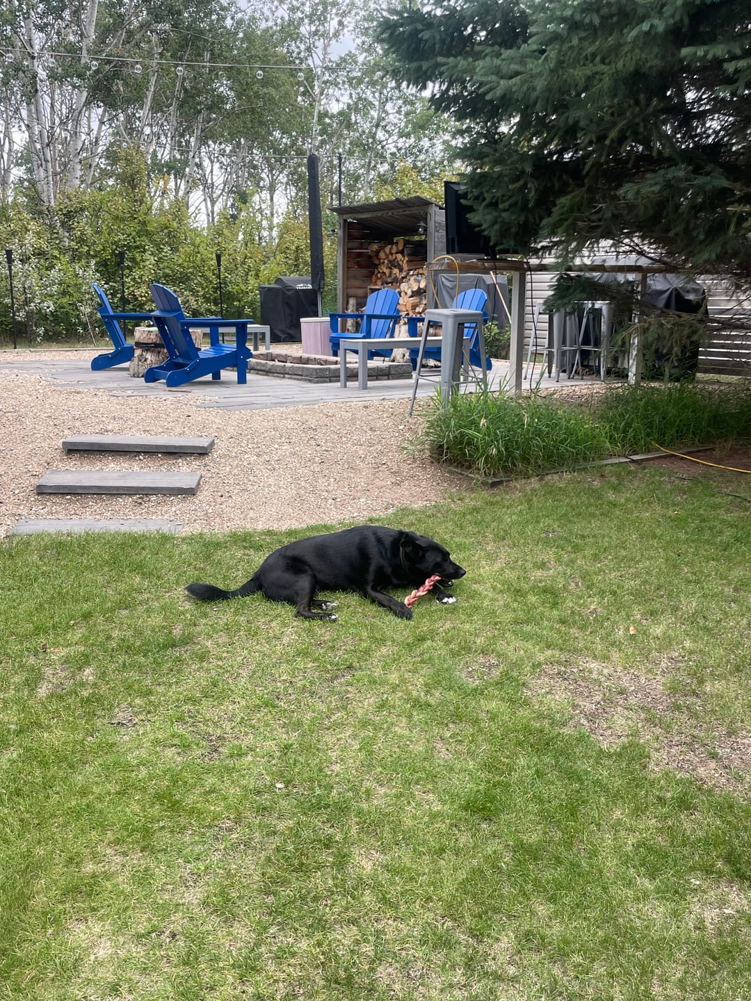 Customer photo review of 12 Inch Thick Braided Bully Stick