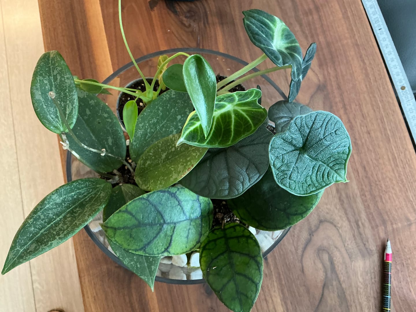 Customer photo review of ALOCASIA MELO