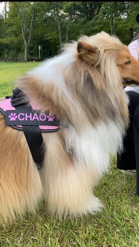 Customer photo review of ハーネス専用お名前タグ（２枚セット・マジックテープ式）