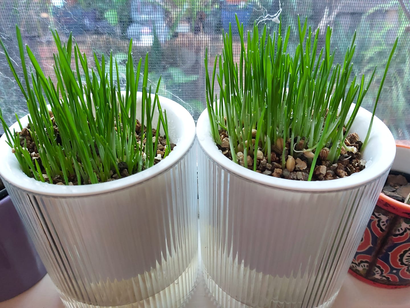 Customer photo review of MICHU All-in-One Soil-Free Cat Grass Grow Kit with Australian Seed and Mulch, Made in Australia