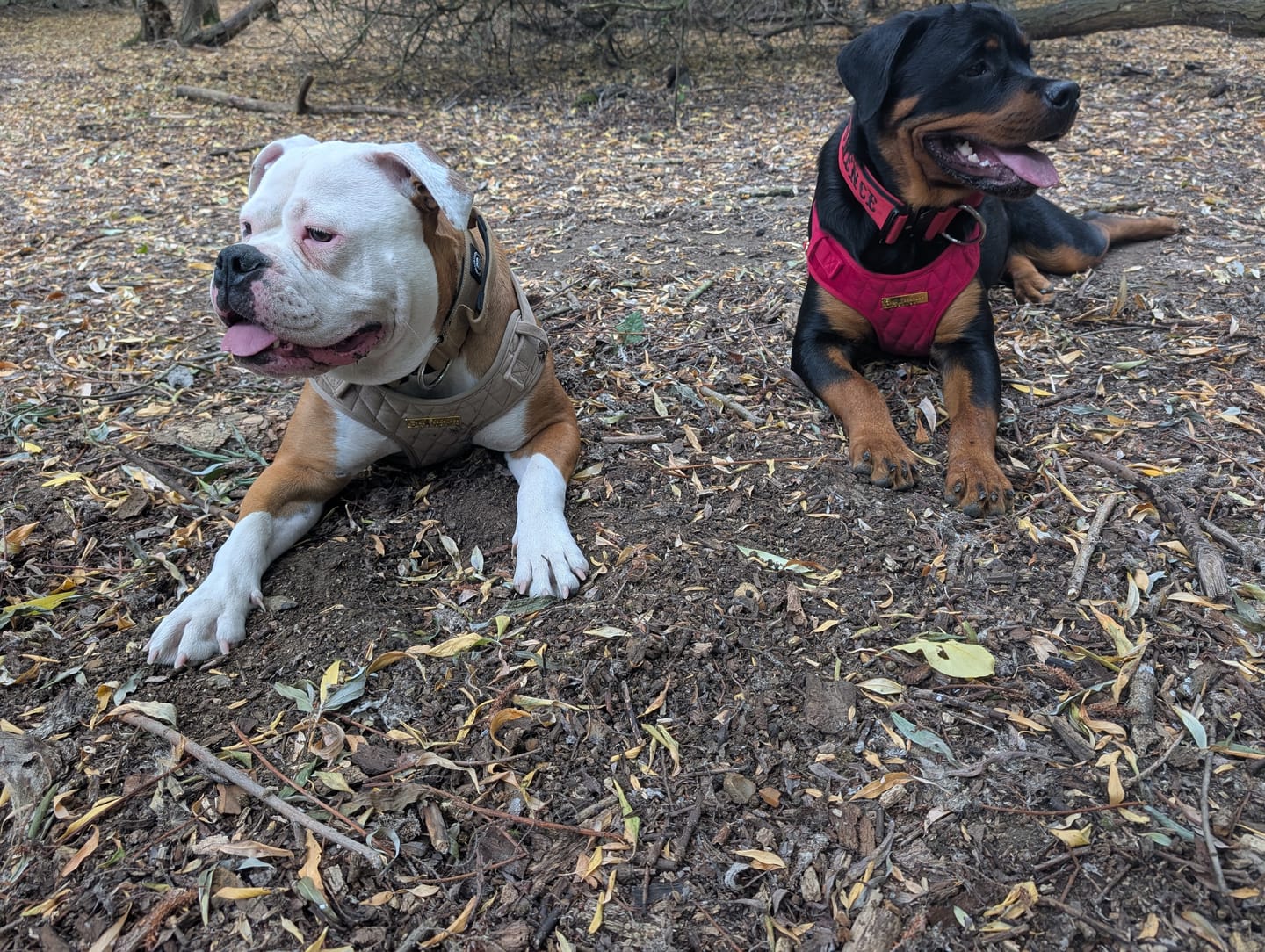 Customer photo review of 5cm Combat® Collar | With Handle & Secure Clip - Tan