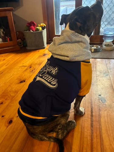 Customer photo review of Dog Varsity Jacket - Blue Yellow