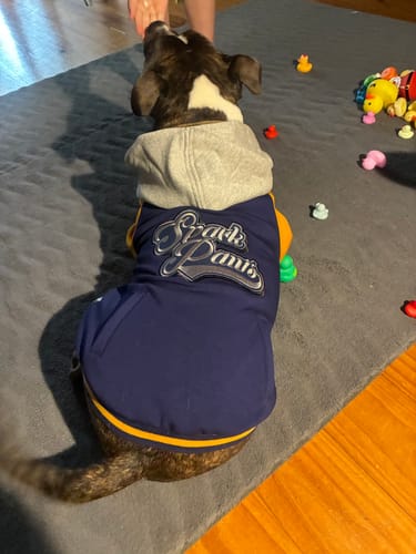 Customer photo review of Dog Varsity Jacket - Blue Yellow