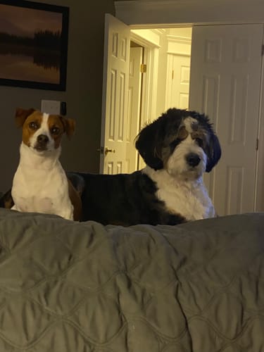 Customer photo review of Petsmont Buddy Guard Medium Dog