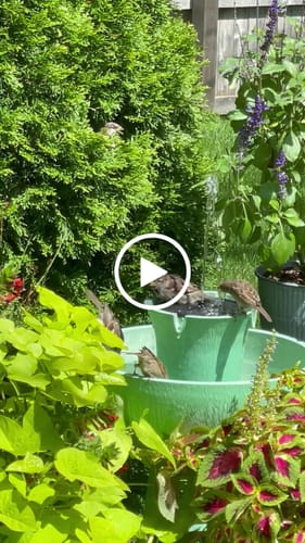 Customer video review of Alba Cordless Fountain