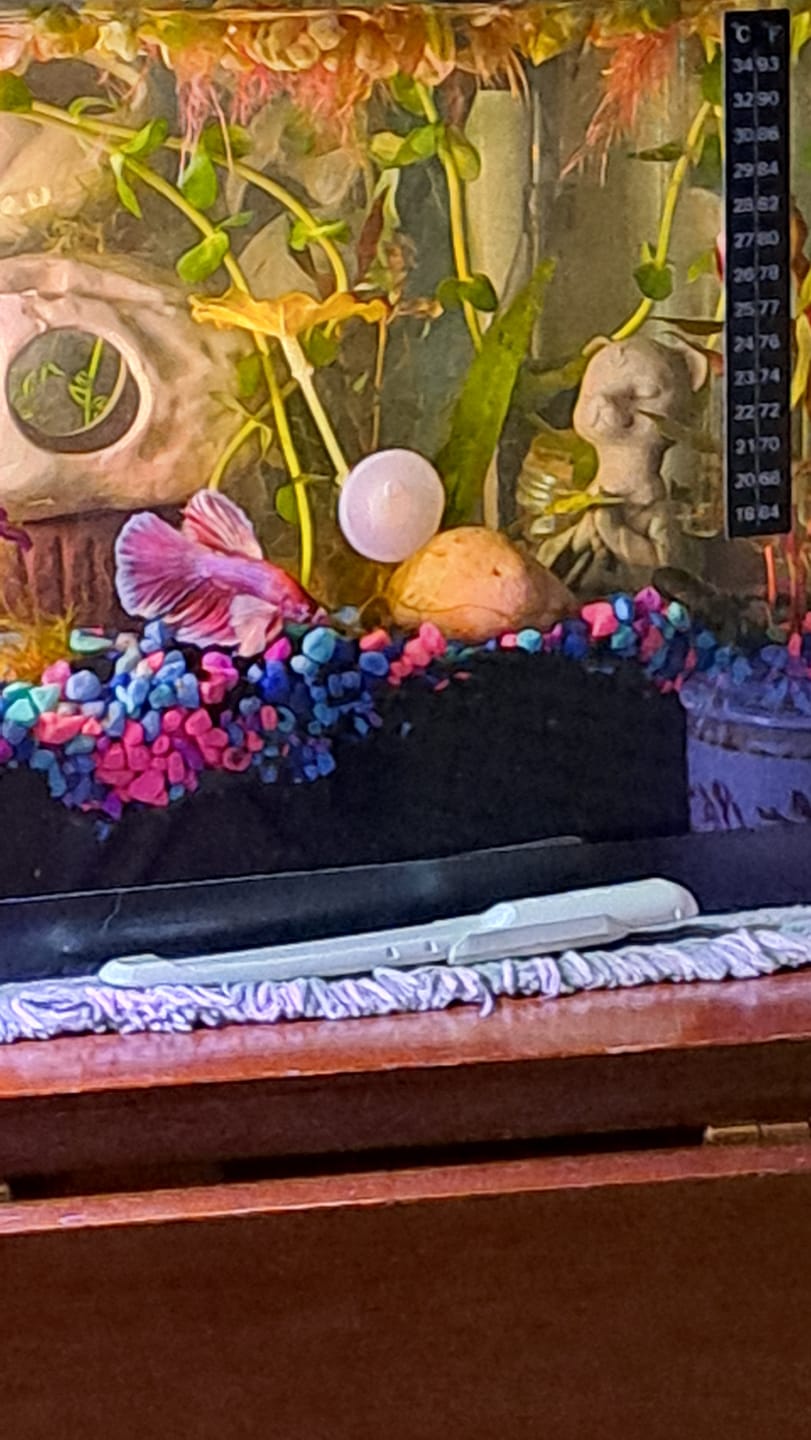 Customer photo review of Dumbo Lavender Halfmoon Male Betta Fish