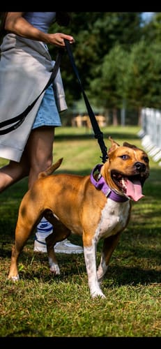 Customer photo review of 4cm Combat® Collar | Handle & Rated Clip - Purple