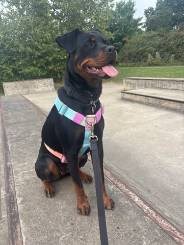 Customer photo review of Comfort Control No-Pull Dog Harness - Pastel Icing