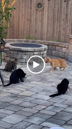 Customer video review of GCP Flea & Tick Natural Defense for Cats - 100 Soft Chews