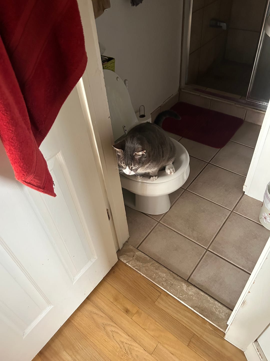 Customer photo review of Cat UTI & Kidney Support Remedy